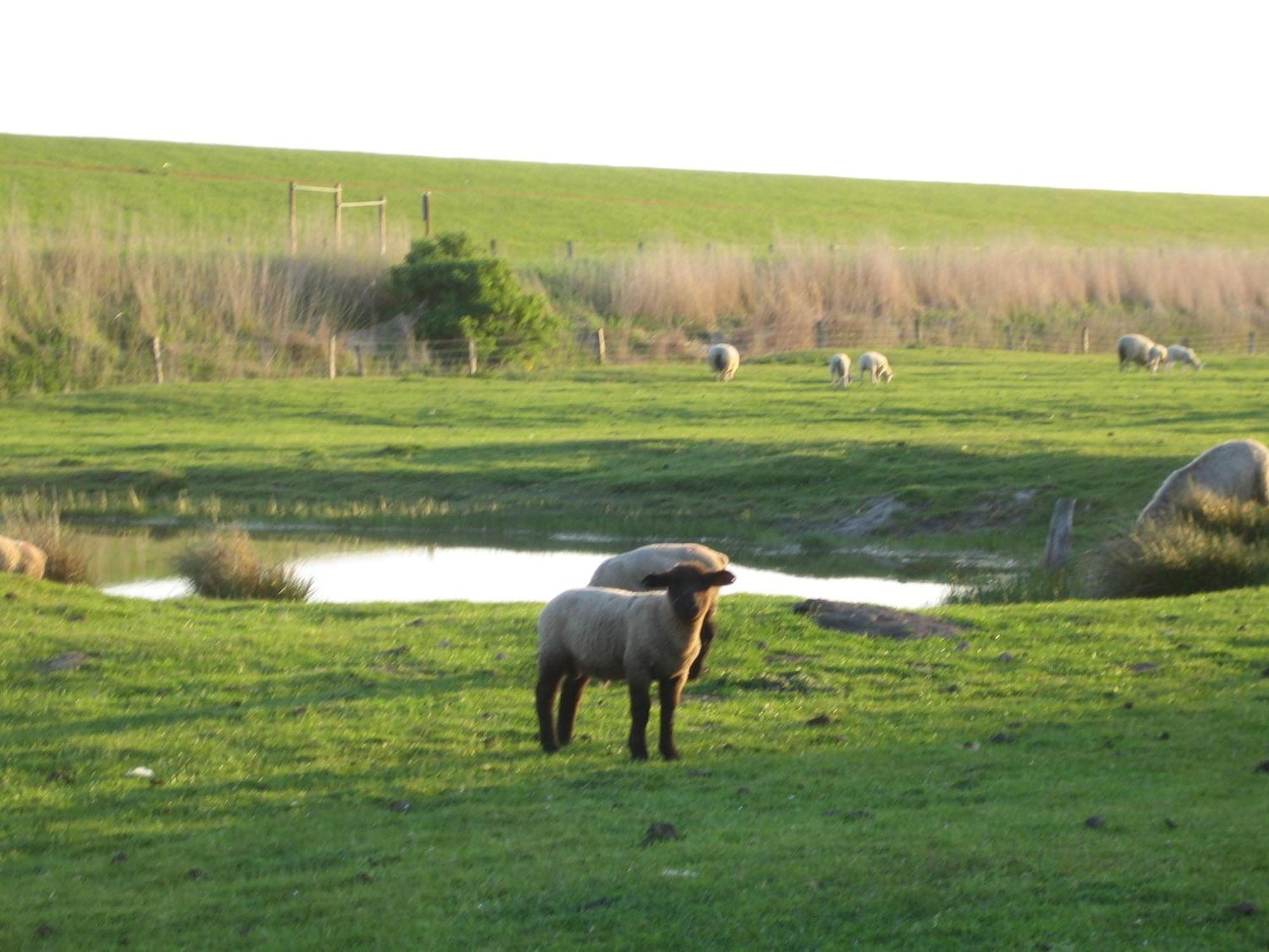 Haus Halligblick, Ferienwohnungen Am Wattenmeer, Whg Hamburger Hallig Dagebüll Zewnętrze zdjęcie